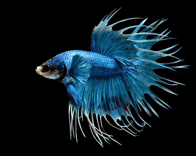 Yleiskatsaus Bettas