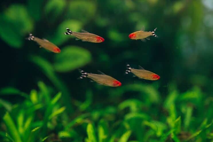 Rummy Nose Tetra -tankkikaverit