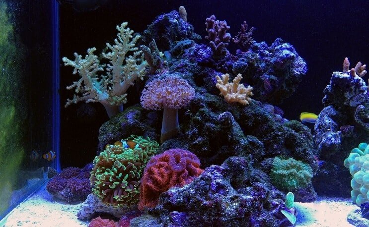 Riutta Tank