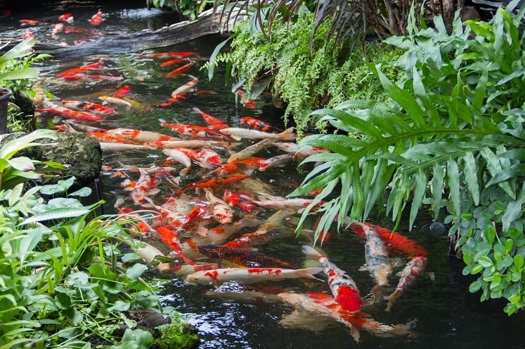 Koi-lampi