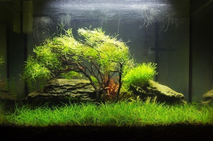 Aquascaped-akvaario