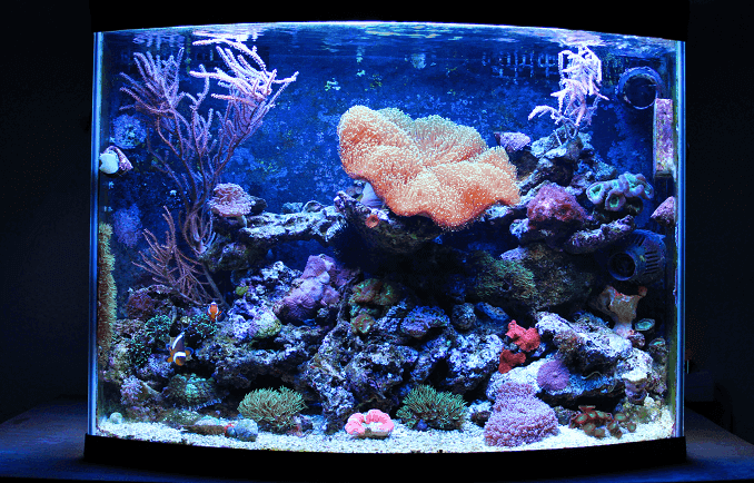 Nano Coral Reef -akvaario