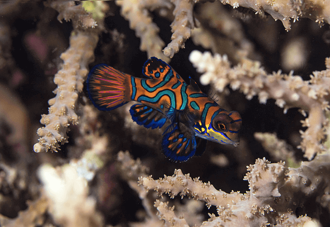 Raidallinen Mandarinfish