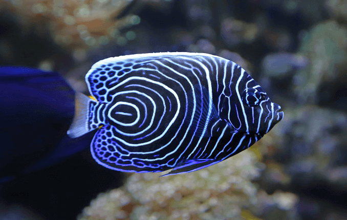 Nuorten keisari Angelfish