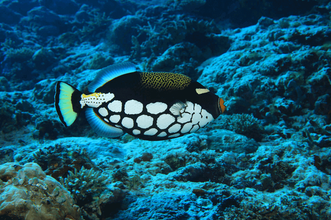 Pelle Triggerfish