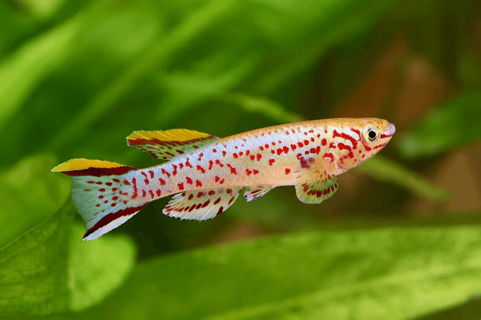 Sininen Lyretail Killifish