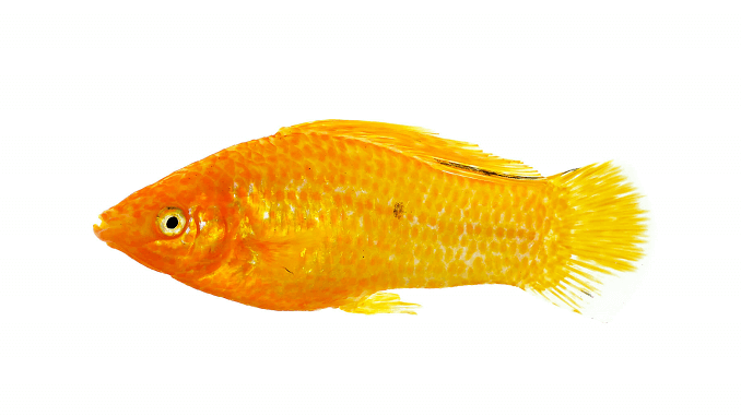 Kultainen Sailfin Molly