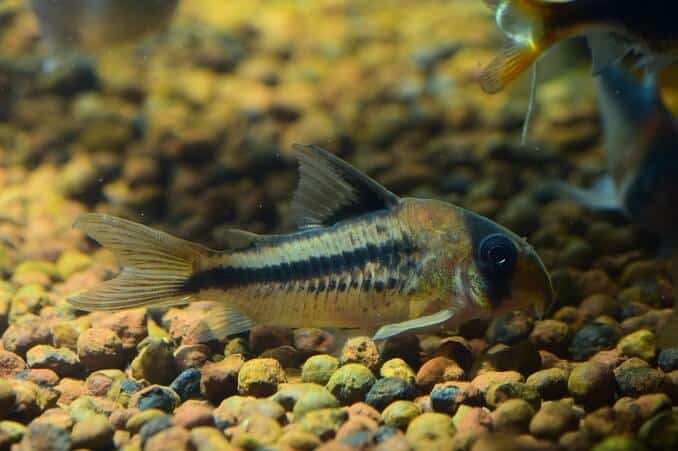 Corydoras-monni