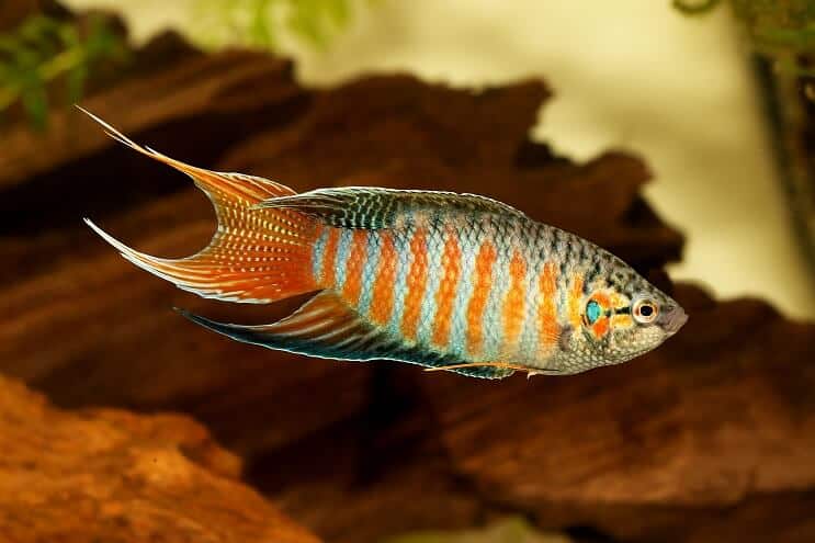 Paratiisi Gourami
