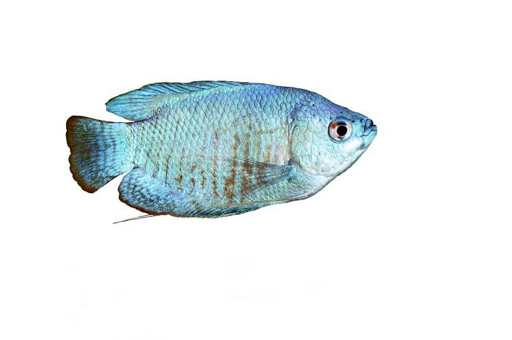 Jauhe sininen Gourami