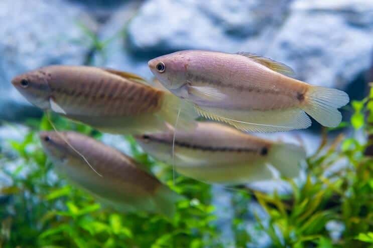 Käärmeennahka Gourami