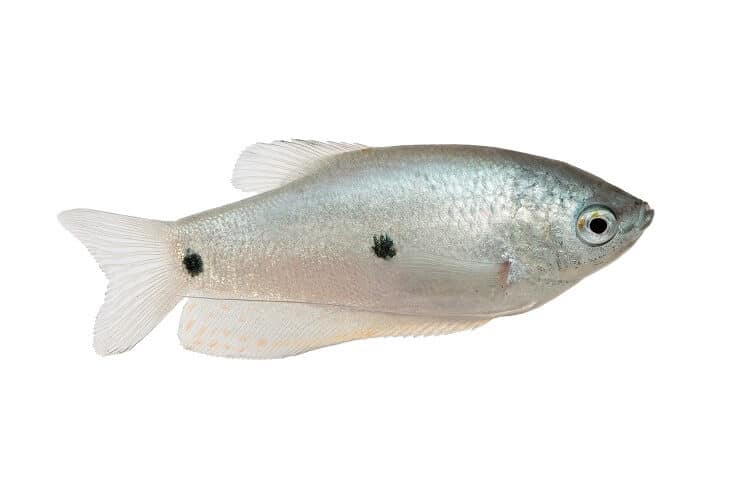Kolmen pisteen gourami