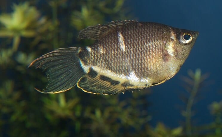 Suklaa Gourami