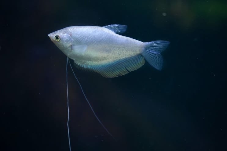 Kuunvalo Gourami