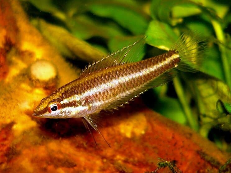 Lakritsi Gourami