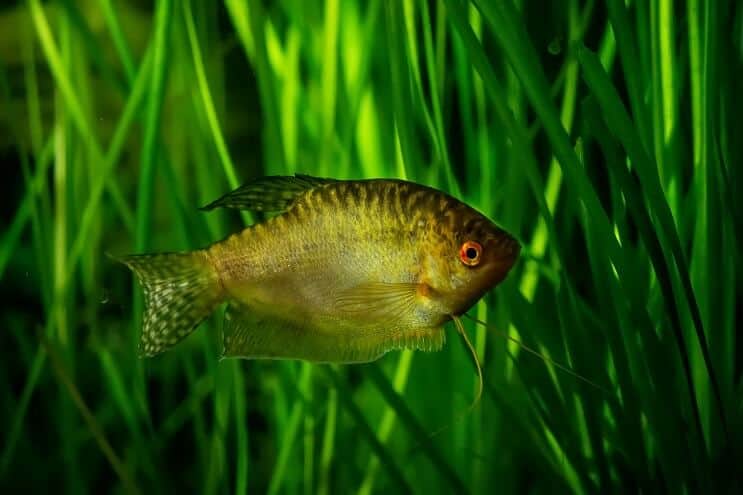 Kulta Gourami