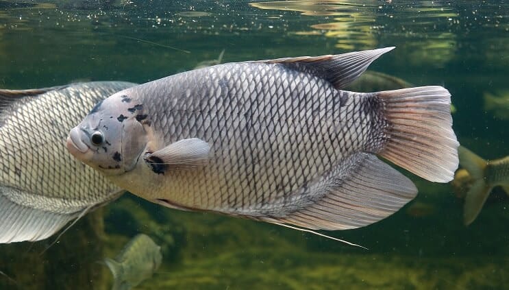 Jättiläinen Gourami