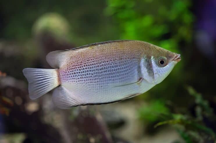 Suudella Gouramia