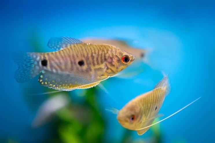 Sininen Gourami