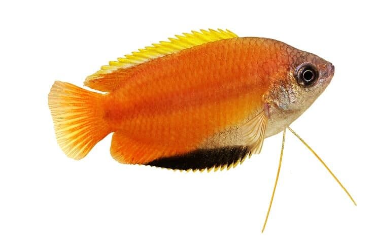 Hunaja Gourami