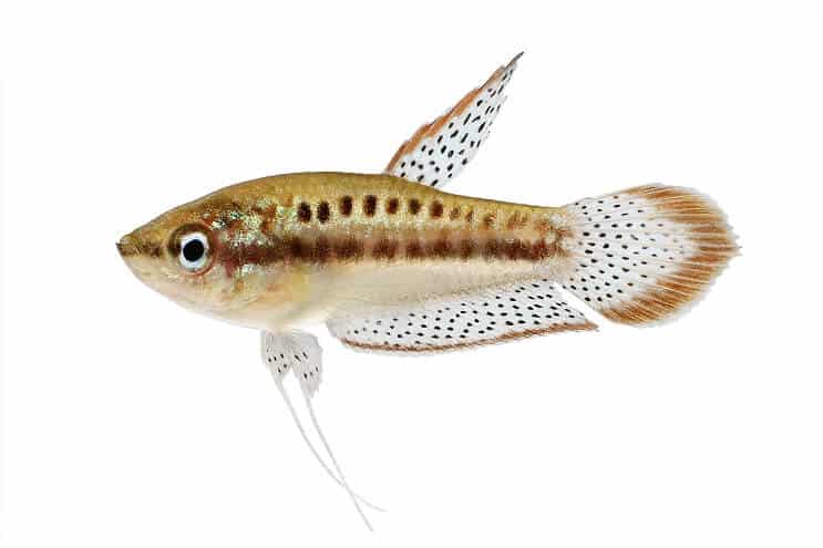 Kuohuviini Gourami