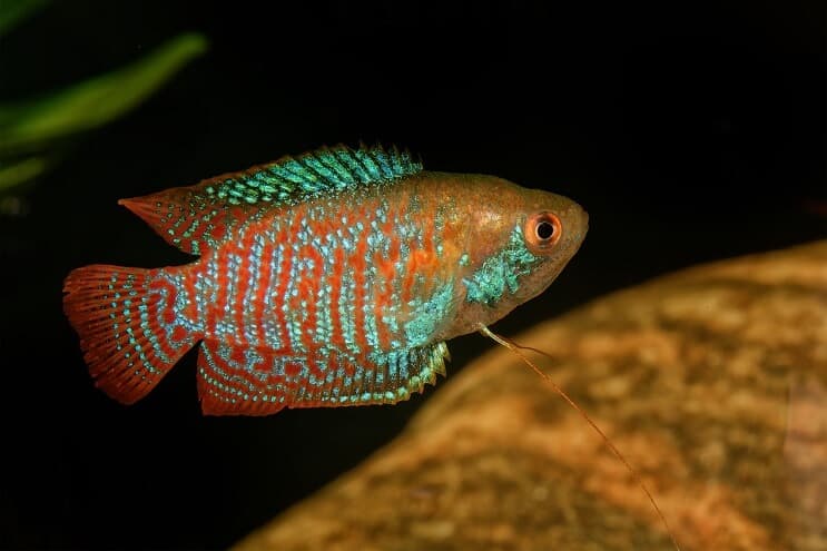 Kääpiö Gourami