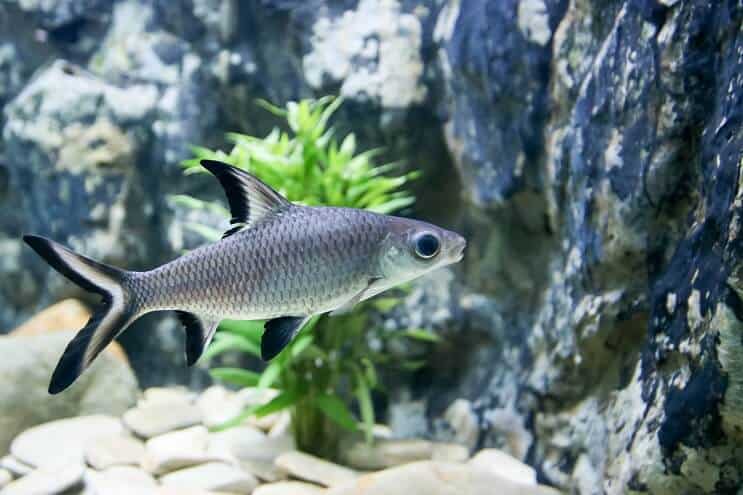 Bala Shark Uinti