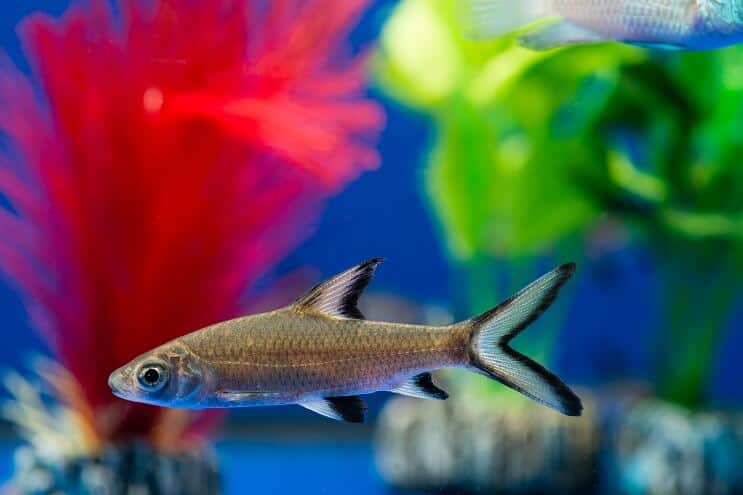 Bala Shark Tank olosuhteet