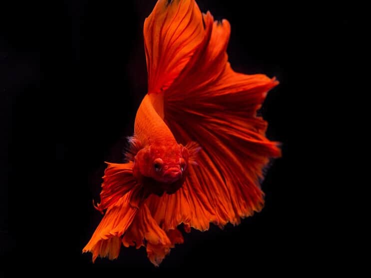 Betta Fish ulkonäkö