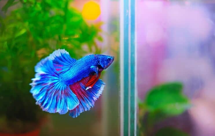 Betta-kala-elinympäristö