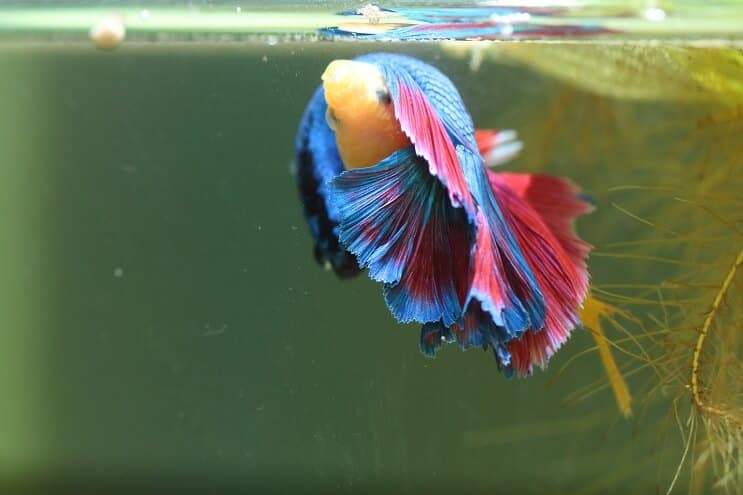 Bettas kasvattaa lisää