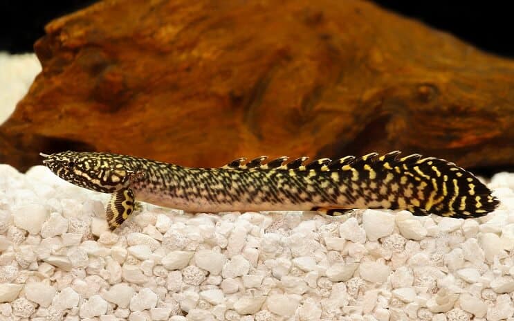 Koristeellinen Bichir
