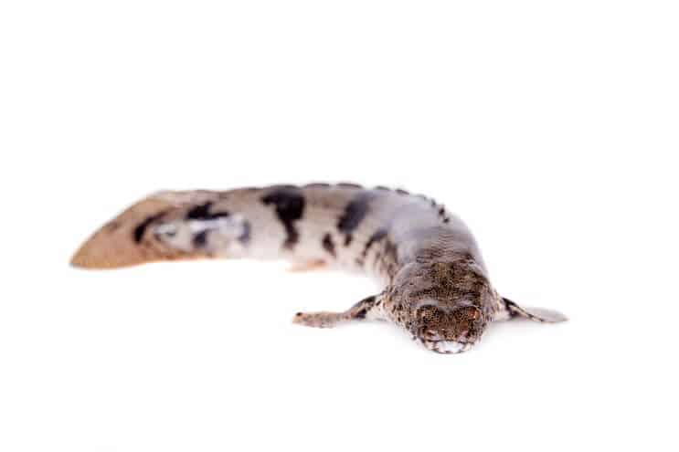 Satulainen Bichir
