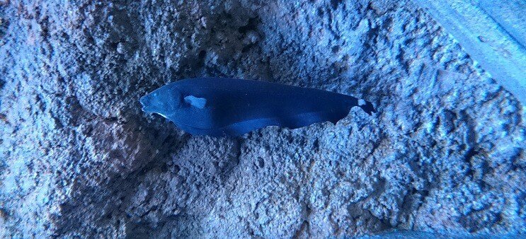 Ghost Knifefish Uinti