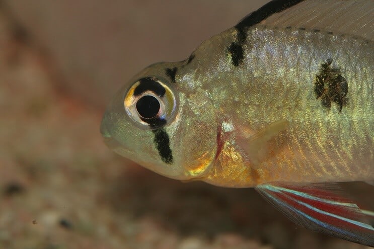 Bolivian Ram lähikuva
