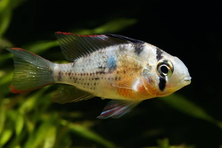 Bolivian Ram Uinti