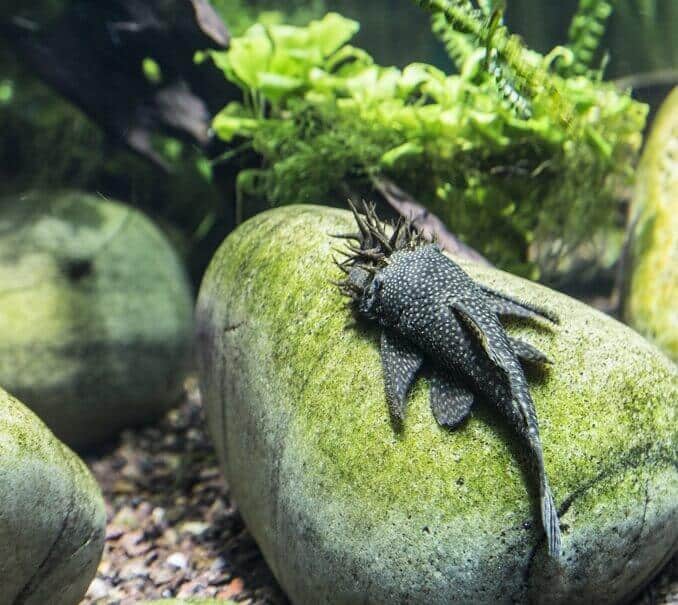 Bristlenose Pleco Ulkonäkö