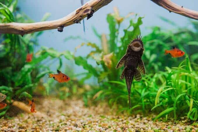 Uros Bristlenose Pleco