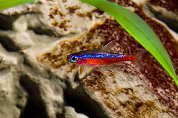 Kardinaali Tetra Care