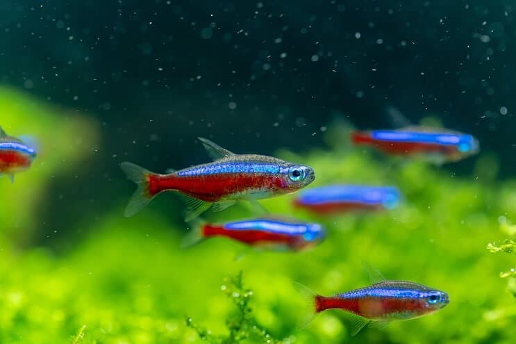 Kardinaali Tetra