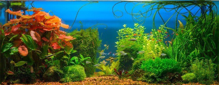 Cherry Barb säiliöt kaverit