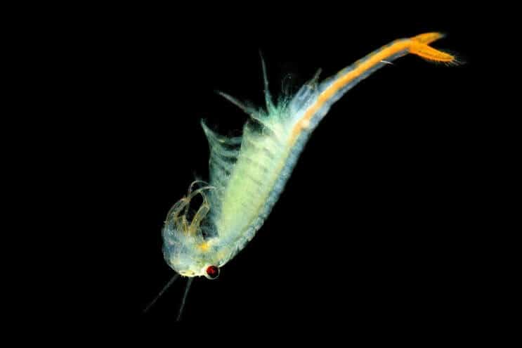 Cherry Barb Diet