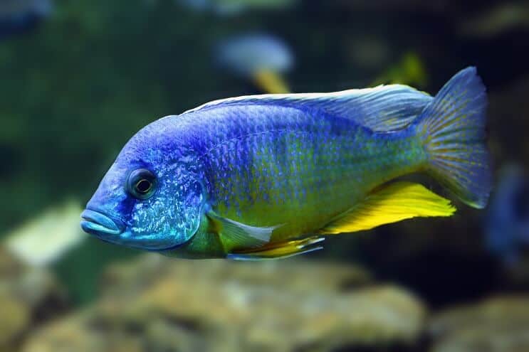 Riikinkukko Cichlid