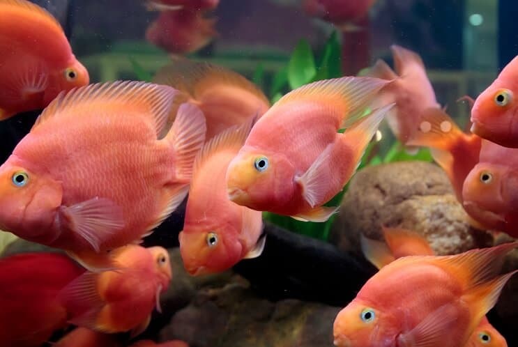 Veren papukaija Cichlid-ruokavalio
