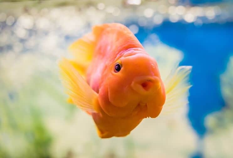 Veripapukaija Cichlid