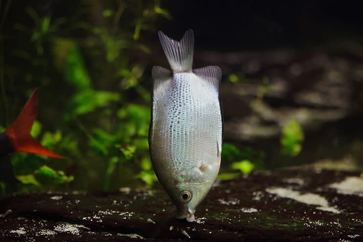 Suudella Gourami-elinympäristöä