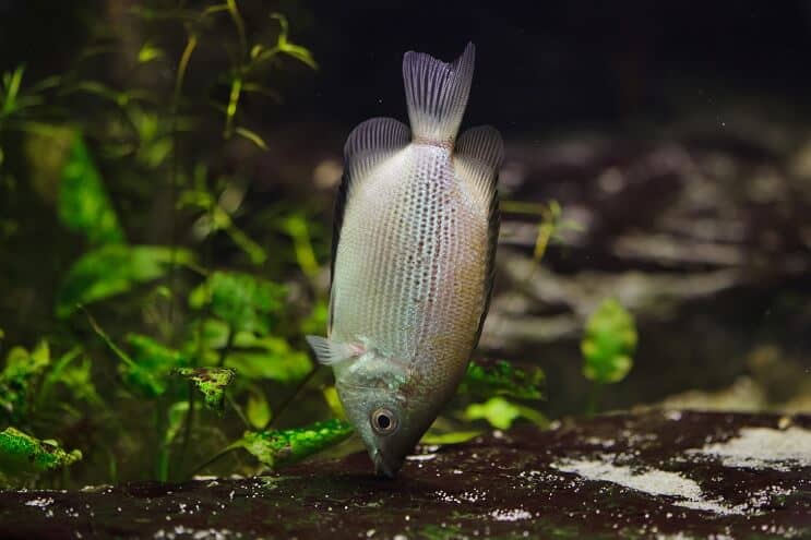 Suudella Gourami-ruokavaliota