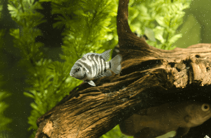 Musta tuomittu Cichlid