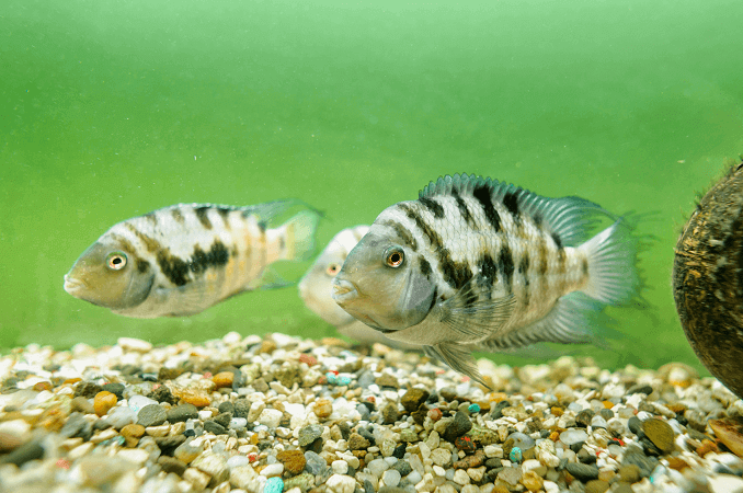 Mies ja nainen tuomittu Cichlid