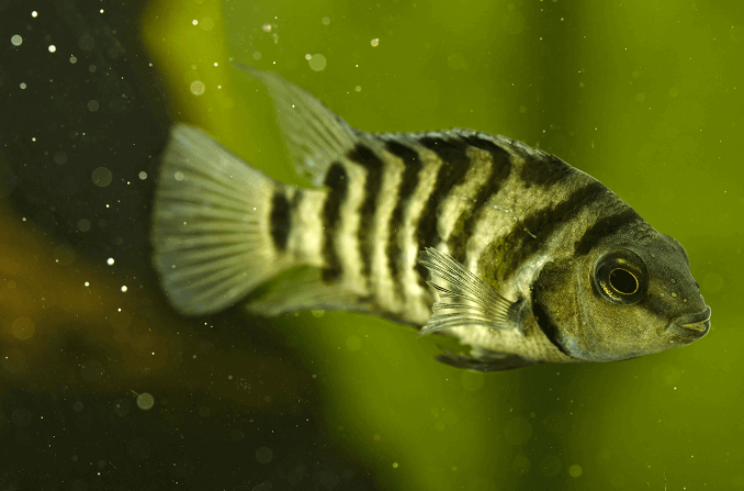 Seepra Cichlid